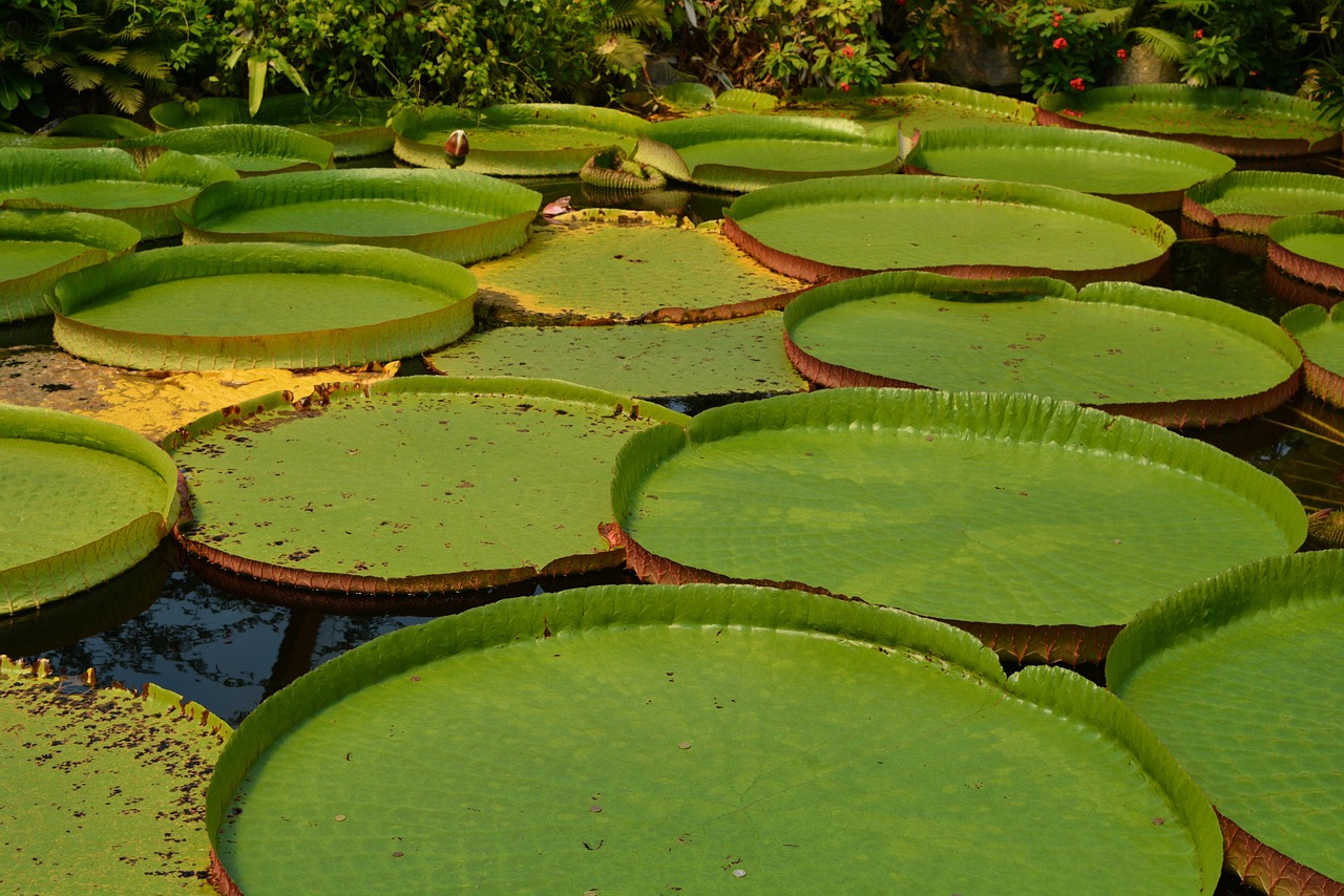 Victoria amazonica